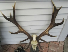 16 point red