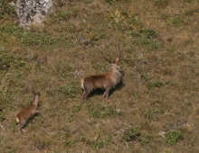 big stag