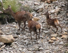 Hinds and Fawn