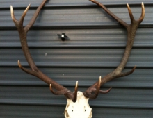 Pepe big 12 point