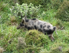 Rimutaka Boar