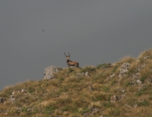 young stag