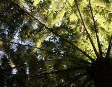 Tree Fern