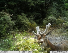 Deer Hunting Trail Cam