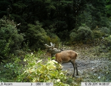 Deer Hunting Trail Cam