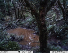 Deer Hunting Trail Cam