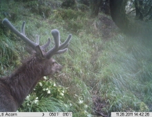 Deer Hunting Trail Cam