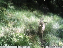 Deer Hunting Trail Cam