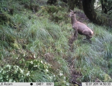 Deer Hunting Trail Cam