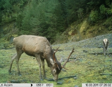 Deer Hunting Trail Cam